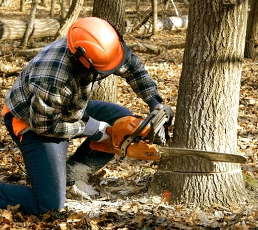Tree Removal in Quinnesec, MI